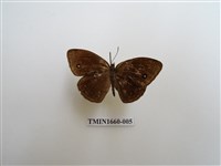 藏品(眉眼蝶)的圖片